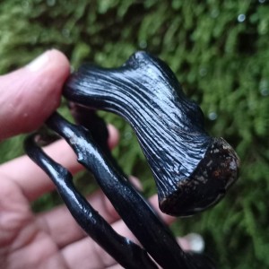 Info Gelang Akar Bahar Hitam Lentur Original Dan Elegan Katalog.or.id Info Gelang Akar Bahar Hitam Lentur Original Dan Elegan Katalog.or.id