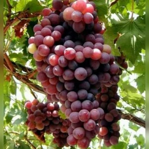 Harga Bibit Anggur Merah Import Katalog.or.id Harga Bibit Anggur Merah Import Katalog.or.id