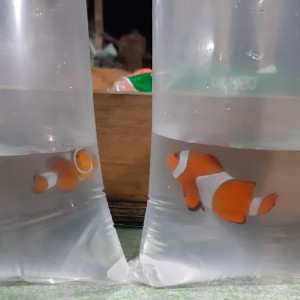 Katalog Ikan Nemo Katalog.or.id Katalog Ikan Nemo Katalog.or.id