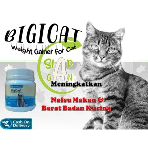 24 Harga Anak Kucing Scottish Fold Murah Terbaru 2020 Katalog Or Id