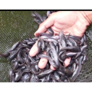 Katalog Bibit Lele Sangkuriang Ukuran 4 5 Cm Katalog.or.id Katalog Bibit Lele Sangkuriang Ukuran 4 5 Cm Katalog.or.id
